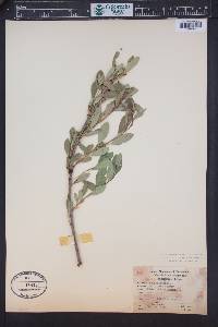 Prunus pumila var. besseyi image