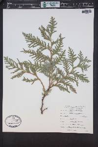 Thuja occidentalis image