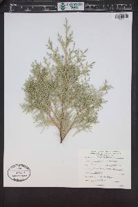 Thuja occidentalis image