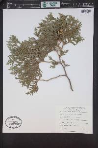 Thuja occidentalis image