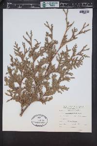 Thuja plicata image