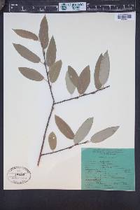 Salix lutea image