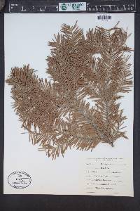 Abies grandis image