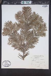 Abies grandis image
