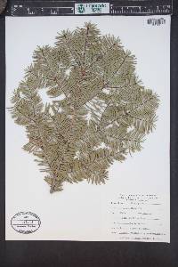 Abies grandis image