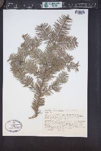Abies grandis image