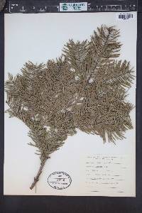 Abies grandis image