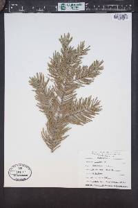 Abies grandis image