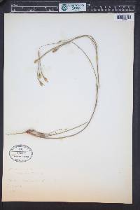 Nicotiana occidentalis image