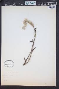 Ptilotus polystachyus image