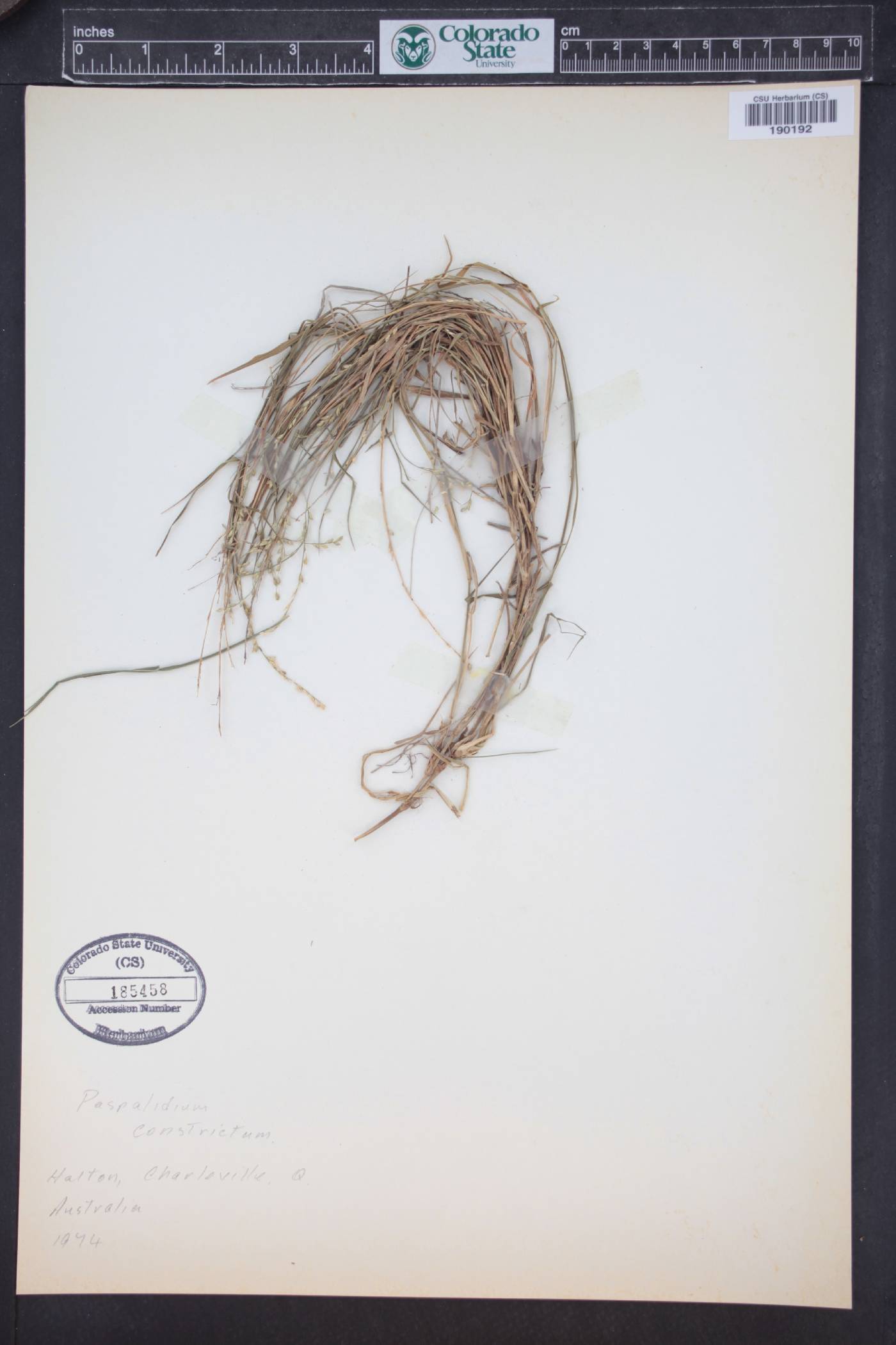 Setaria constricta image