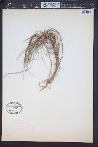 Setaria constricta image