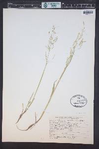 Catabrosa aquatica image