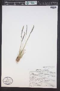 Agrostis variabilis image