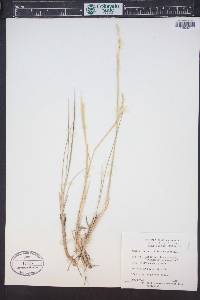 Elymus lanceolatus image