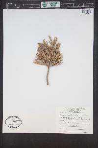 Pinus albicaulis image