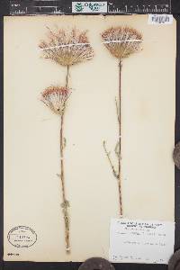 Cirsium andersonii image