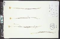 Chaenactis glabriuscula image