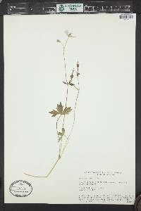 Geranium caespitosum image