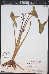 Sagittaria cuneata image