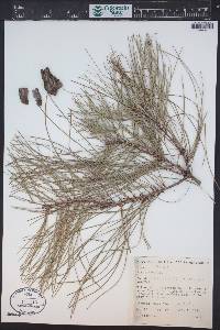 Pinus taeda image