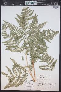 Pteridium aquilinum var. pubescens image