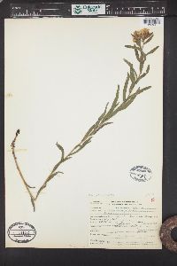 Lithospermum ruderale image