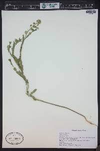 Thlaspi arvense image