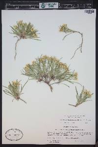 Oonopsis multicaulis image