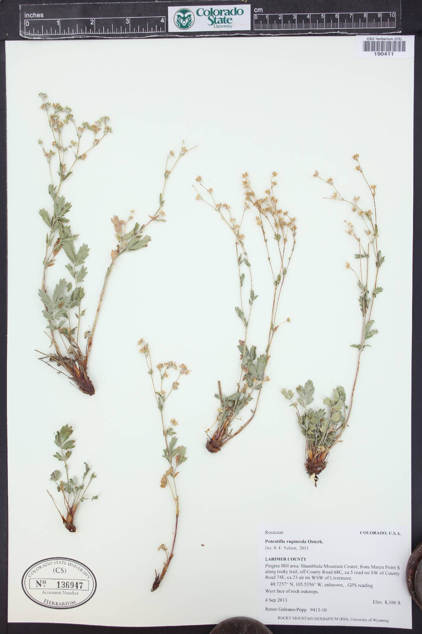 Potentilla rupincola image