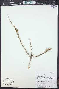 Purshia tridentata image