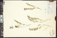 Astragalus alpinus image