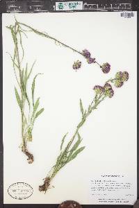 Liatris ligulistylis image