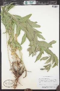 Agastache foeniculum image