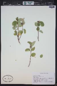 Symphoricarpos occidentalis image