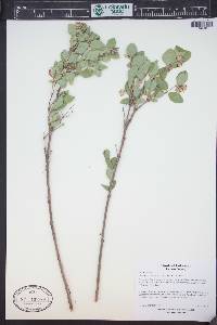 Symphoricarpos occidentalis image