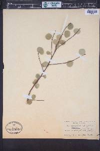 Amelanchier alnifolia image