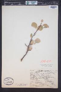 Amelanchier alnifolia image
