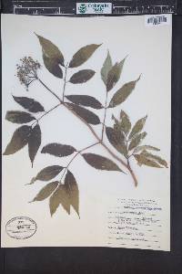 Sambucus racemosa subsp. racemosa image