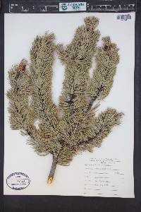 Pinus aristata image