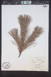 Pinus monticola image