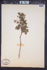 Rubus idaeus subsp. melanolasius image