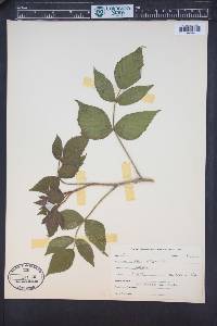 Rubus idaeus subsp. melanolasius image