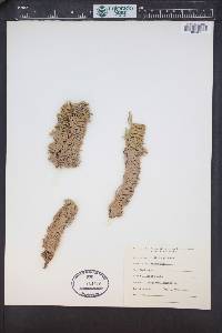 Abies procera image