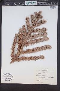 Abies procera image