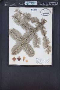 Abies procera image