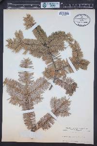 Abies homolepis image