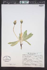 Taraxacum ceratophorum image