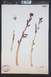 Rhodiola rosea image