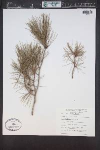 Pinus clausa image